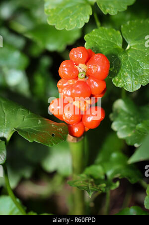 Arum,(araceae),plante toxique Banque D'Images