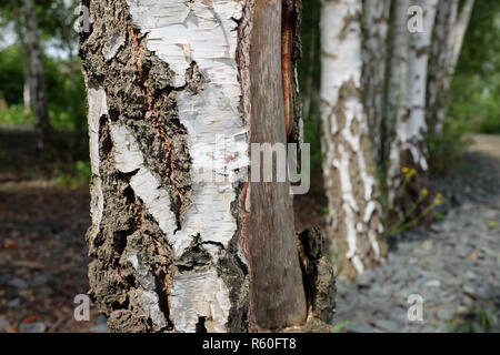 Birch Tree Trunk nature paysage forêt printemps été Banque D'Images