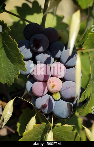 Vendanges à l'automne Banque D'Images