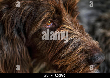 Chien de chasse. Drathaar.chien adulte brun aux yeux tristes. Un chien brun, un chien de chasse est un drathaar. Banque D'Images