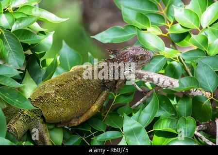 Iguane vert (Iguana iguana) se réfugie sur une branche d'arbre, les abris de la chaleur du soleil. Banque D'Images