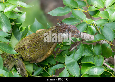 Iguane vert (Iguana iguana) se réfugie sur une branche d'arbre, les abris de la chaleur du soleil. Banque D'Images