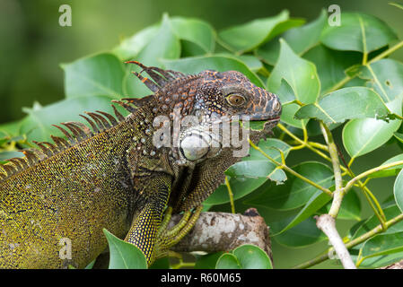 Iguane vert (Iguana iguana) se réfugie sur une branche d'arbre, les abris de la chaleur du soleil. Banque D'Images