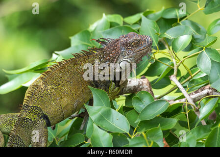 Iguane vert (Iguana iguana) se réfugie sur une branche d'arbre, les abris de la chaleur du soleil. Banque D'Images