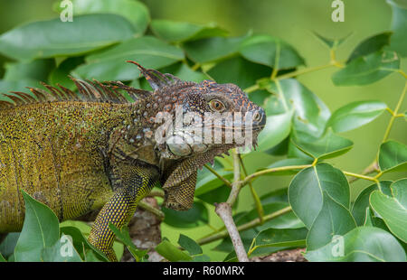 Iguane vert (Iguana iguana) se réfugie sur une branche d'arbre, les abris de la chaleur du soleil. Banque D'Images