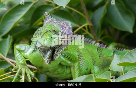 Iguane vert (Iguana iguana) se réfugie sur une branche d'arbre, les abris de la chaleur du soleil. Banque D'Images