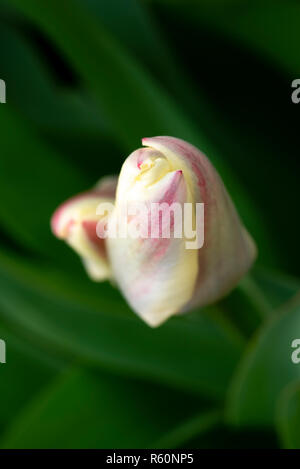 Gros close-up of Tulip fermé avec fleurs et feuilles vert swirl background Banque D'Images