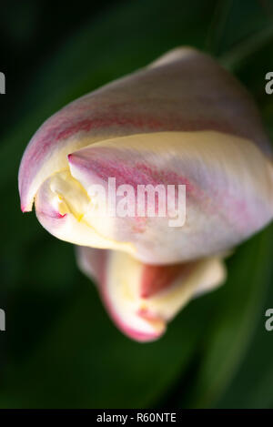 Gros close-up of Tulip blossoms avec swirl et tissu de fond vert Banque D'Images