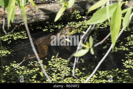 Un étang permanent sur Travis Air Force Base, Californie, Avril 20, 2017. Une saison des pluies supérieures à la moyenne pour la Californie a rempli les étangs et mares printanières sur Travis à ras bord. Une espèce envahissante en Californie, la American Bullfrog, se cache dans les mauvaises herbes canard, mange tout ce qu'elle peut attraper. La présence de grenouilles sont une indication d'un environnement sain. Banque D'Images