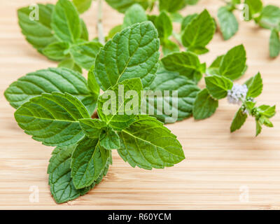 Feuilles de menthe poivrée fraîche gros plan de fleurs et de menthe du jardin sur une planche à découper en bambou . Dept de faible profondeur champ . Banque D'Images