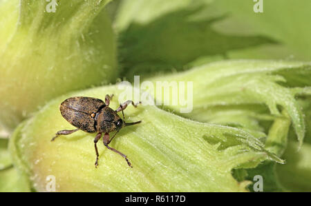 La prune de forage noisette noisette sur rhynchites coeruleus leaf Banque D'Images