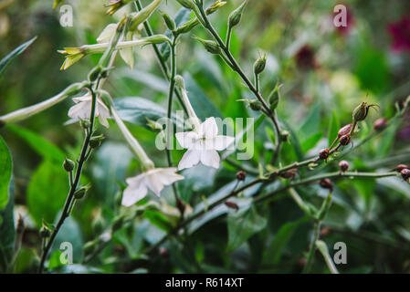 Gros plan sur les fleurs de Nicotiana alata Banque D'Images