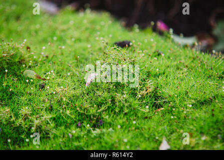 Close up sur petites fleurs de sagina subulata Banque D'Images