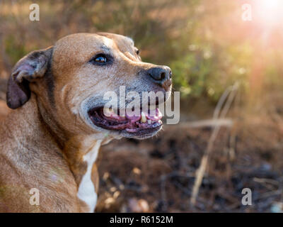 Portrait American pit-bulls en plein air Banque D'Images