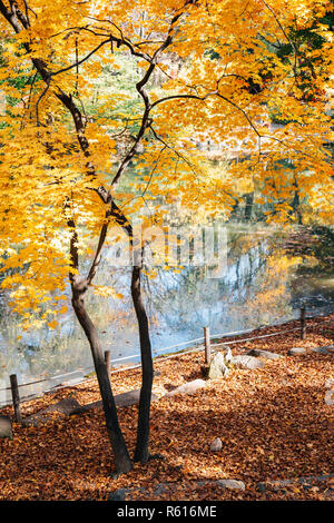 L'érable de l'automne et les feuilles avec de l étang à Palais Changgyeonggung à Séoul, Corée Banque D'Images