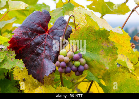 Les raisins sur les vignes en automne Banque D'Images