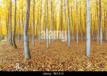 Poplar Tree Farm dans Boardman Oregon à l'automne Banque D'Images