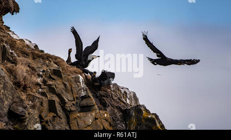 Couple de Grands Cormorans montrant le comportement d'accouplement à côté nichent sur la falaise Banque D'Images