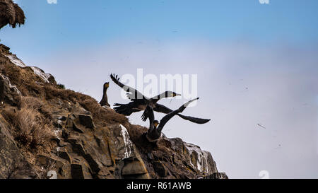 Couple de Grands Cormorans montrant le comportement d'accouplement à côté nichent sur la falaise Banque D'Images