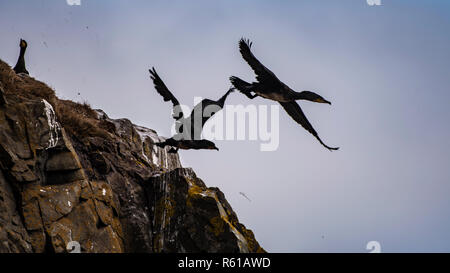 Couple de Grands Cormorans montrant le comportement d'accouplement à côté nichent sur la falaise Banque D'Images