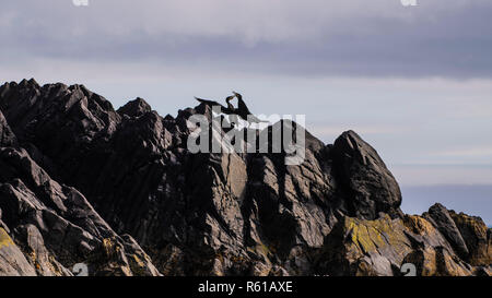 Couple de Grands Cormorans montrant le comportement d'accouplement à côté nichent sur la falaise Banque D'Images