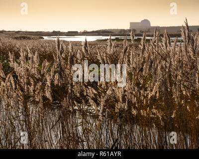 RSPB Minsmere UK Suffolk et Sizewell lointain power station Banque D'Images