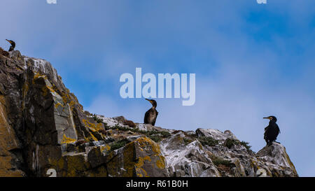 Couple de Grands Cormorans montrant le comportement d'accouplement à côté nichent sur la falaise Banque D'Images