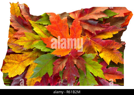 Feuilles d'érable de l'Oregon Automne fond Couleurs mixtes Banque D'Images