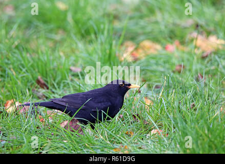 Blackbird mâle sur orchard prairie en novembre Banque D'Images