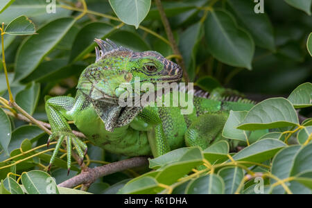 Iguane vert (Iguana iguana) se réfugie sur une branche d'arbre, les abris de la chaleur du soleil. Banque D'Images