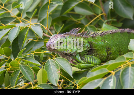 Iguane vert (Iguana iguana) se réfugie sur une branche d'arbre, les abris de la chaleur du soleil. Banque D'Images