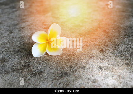 Plumeria flower sur le plancher / plumeria fleurs blanches et jaunes de l'automne en fleurs sur plancher de béton Banque D'Images