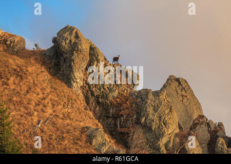 Chamois (Rupicapra Carpatica) sur une montagne Banque D'Images