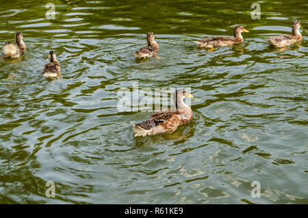 Groupe de canards gris nager dans l'eau vert foncé recouvert d'ondulations dans un étang artificiel près de la ville de Dilijan Banque D'Images