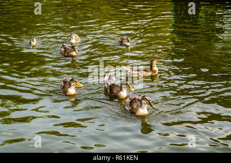 Gris sauvage canards nager dans l'eau vert foncé recouvert d'ondulations dans un étang artificiel près de la ville de Dilijan Banque D'Images