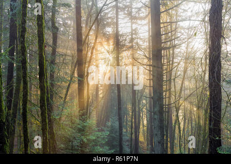 Les rayons du soleil à travers la brume dans la forêt Banque D'Images