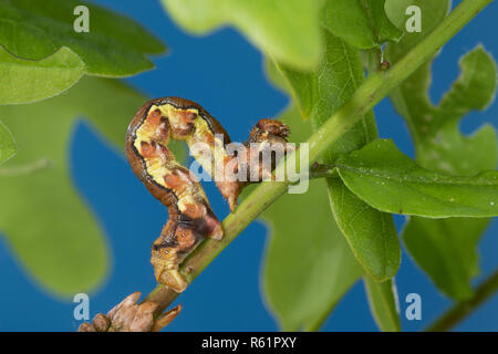 Nur Frostspanner, Raupe frisst un Eiche, Erannis defoliaria, Phalaena defoliaria, defoliaria Hybernia, marbrée Umber, Caterpillar, L'Hibernie défeu Banque D'Images