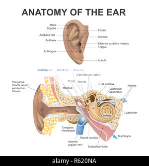 Anatomie de l'oreille Banque D'Images