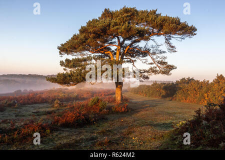 Un arbre isolé à l'aube, Bratley vue dans le parc national New Forest dans le Hampshire, England, UK