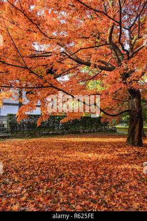 Automne feuilles couleur rouge au temple Tōfuku-ji à Kyoto, Japon Banque D'Images