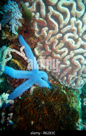 L'étoile bleue (linckia laevigata) et d'un star (comanthus sp.) en face de brain coral (platygyra lamellina) Banque D'Images