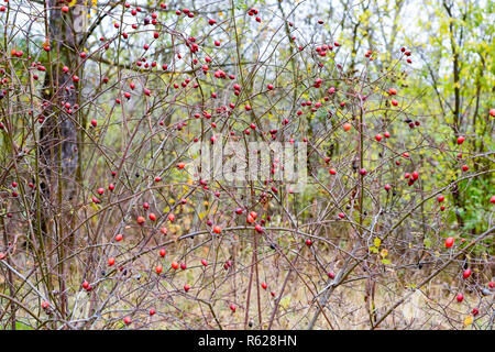 Hanches bush avec les baies mûres. Les baies d'un dogrose sur un buisson. Fruits de roses sauvages. Dogrose épineux. Red rose hips. Banque D'Images