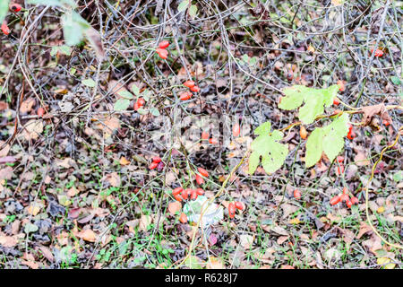 Hanches bush avec les baies mûres. Les baies d'un dogrose sur un buisson. Fruits de roses sauvages. Dogrose épineux. Red rose hips. Banque D'Images