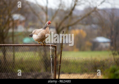 Big White et Black belle poule sur grillage sur journée ensoleillée sur red blurred paysage rural copie espace arrière-plan. Élevage de volaille, poulet Banque D'Images