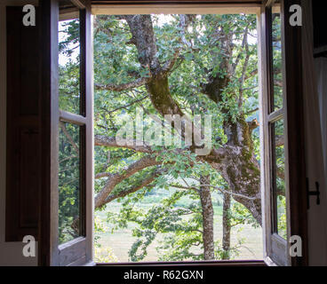 Les branches d'arbres comme vu à travers la fenêtre d'une maison ancienne Banque D'Images