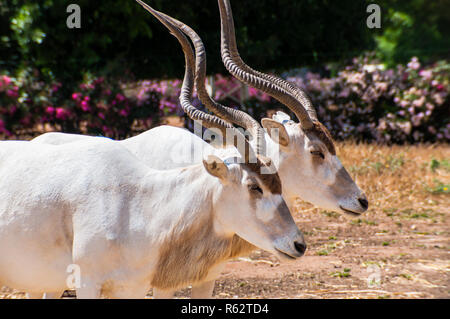 Deux Addaxes blanc également appelé le livre blanc et les antilopes broutent antilopes le screwhorn dans le domaine de Safari Banque D'Images