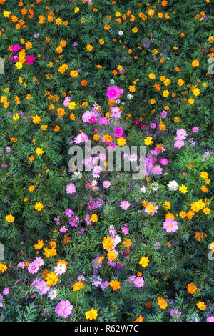 L'automne fleurs cosmos Banque D'Images