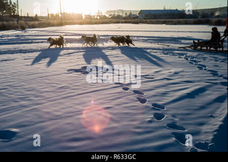 (181203) -- YAKUTSK, le 3 décembre 2018 (Xinhua) -- un traîneau à chiens est vu à Iakoutsk de la République de Sakha, en Russie, le 29 novembre 2018. Iakoutsk a une réputation d'extrême froid avec une température moyenne annuelle de -8,8 degrés Celsius. La température est le plus faible enregistré -64.4 degrés Celsius. (Xinhua/Wu Zhuang)(lmm) Banque D'Images