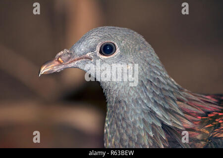 Oiseaux tropicaux d'or gris avec bec et backfeathers sur un arrière-plan flou. Banque D'Images