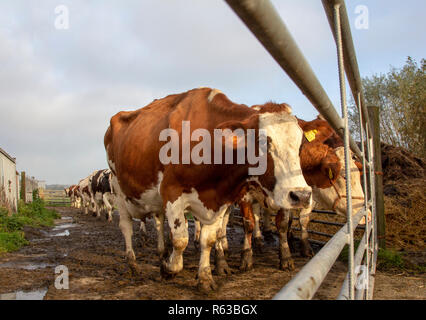 Un troupeau, troupeau de vaches, une vache rouge et blanc, à côté d'une clôture, de bovins de race Holstein, aux Pays-Bas, en attente devant une porte, les vaches à pied de Banque D'Images
